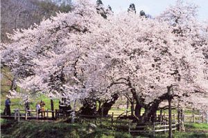 石部桜
（会津の五桜）