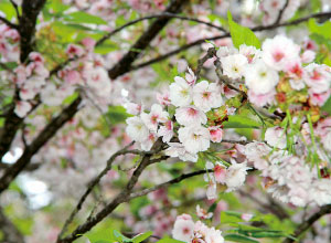 薄墨桜
(会津の五桜)