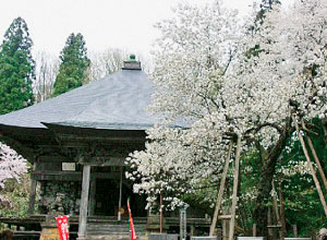 虎の尾桜
(会津の五桜)