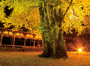 新宮熊野神社長床