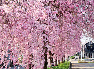 日中線のしだれ桜