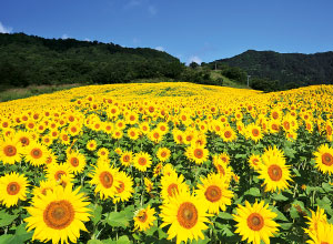 三ノ倉高原花畑