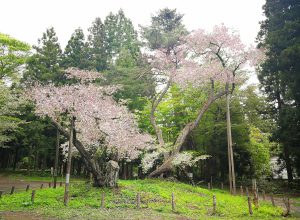 大鹿桜
(会津の五桜)